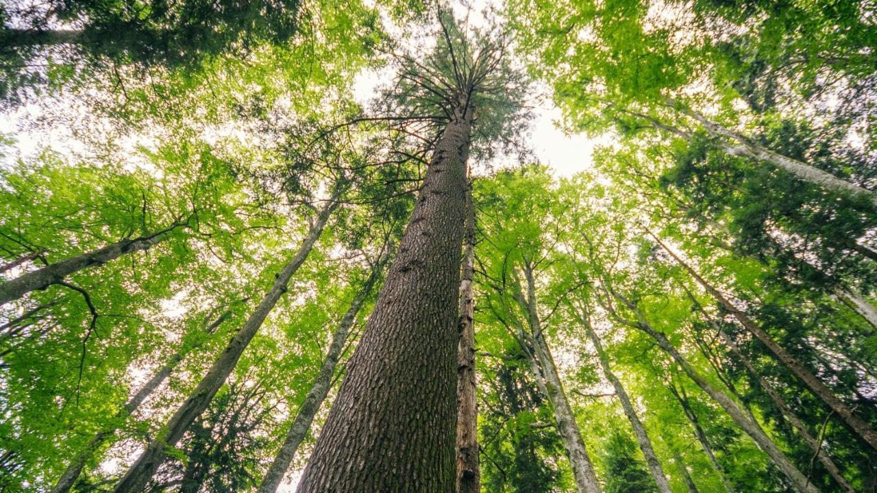 ホテル Valea Salbatica Sinca Noua エクステリア 写真