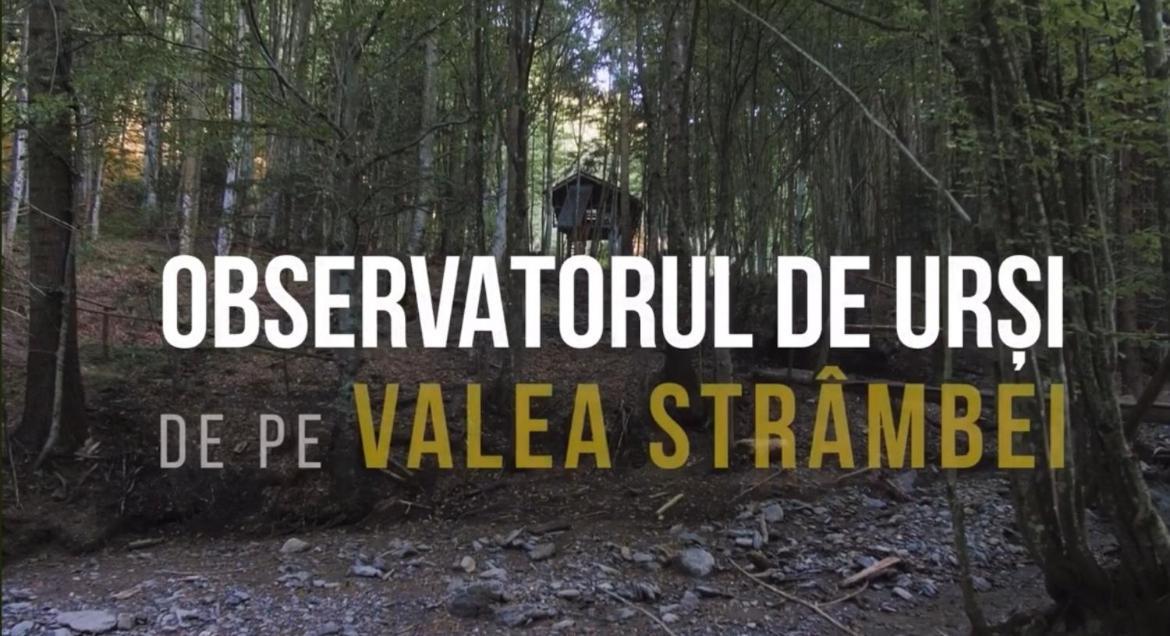 ホテル Valea Salbatica Sinca Noua エクステリア 写真